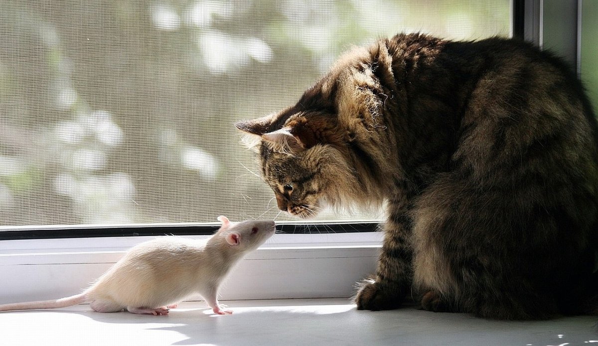 Крыса: верный друг, заклятый враг