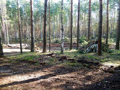 Вырубка леса в Пристанском лесничестве (Выкса, 2017 г.)