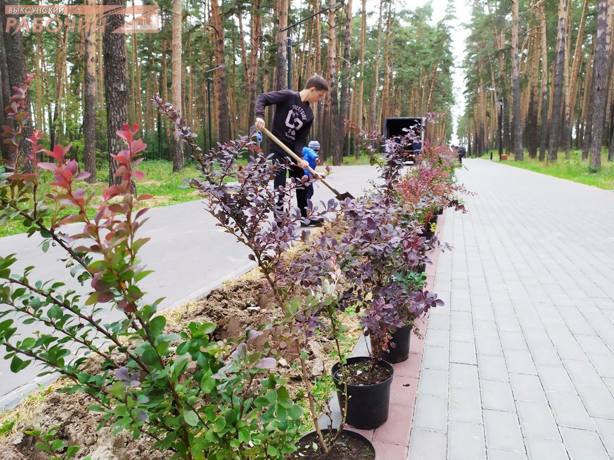 В чем преимущества городского озеленения ::Выксунский рабочий