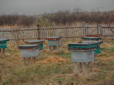 Сейчас сезонный житель Тайги Василий Чураев содержит в своём хозяйстве 14 ульев, но, по словам пчеловода, его семейная пасека в былые времена была на порядок больше