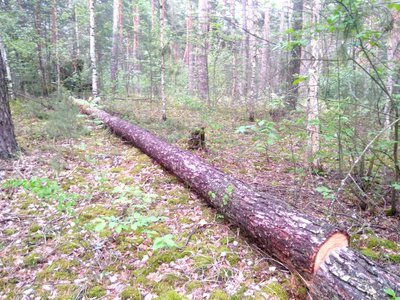 Выксунец незаконно срубил 20 деревьев