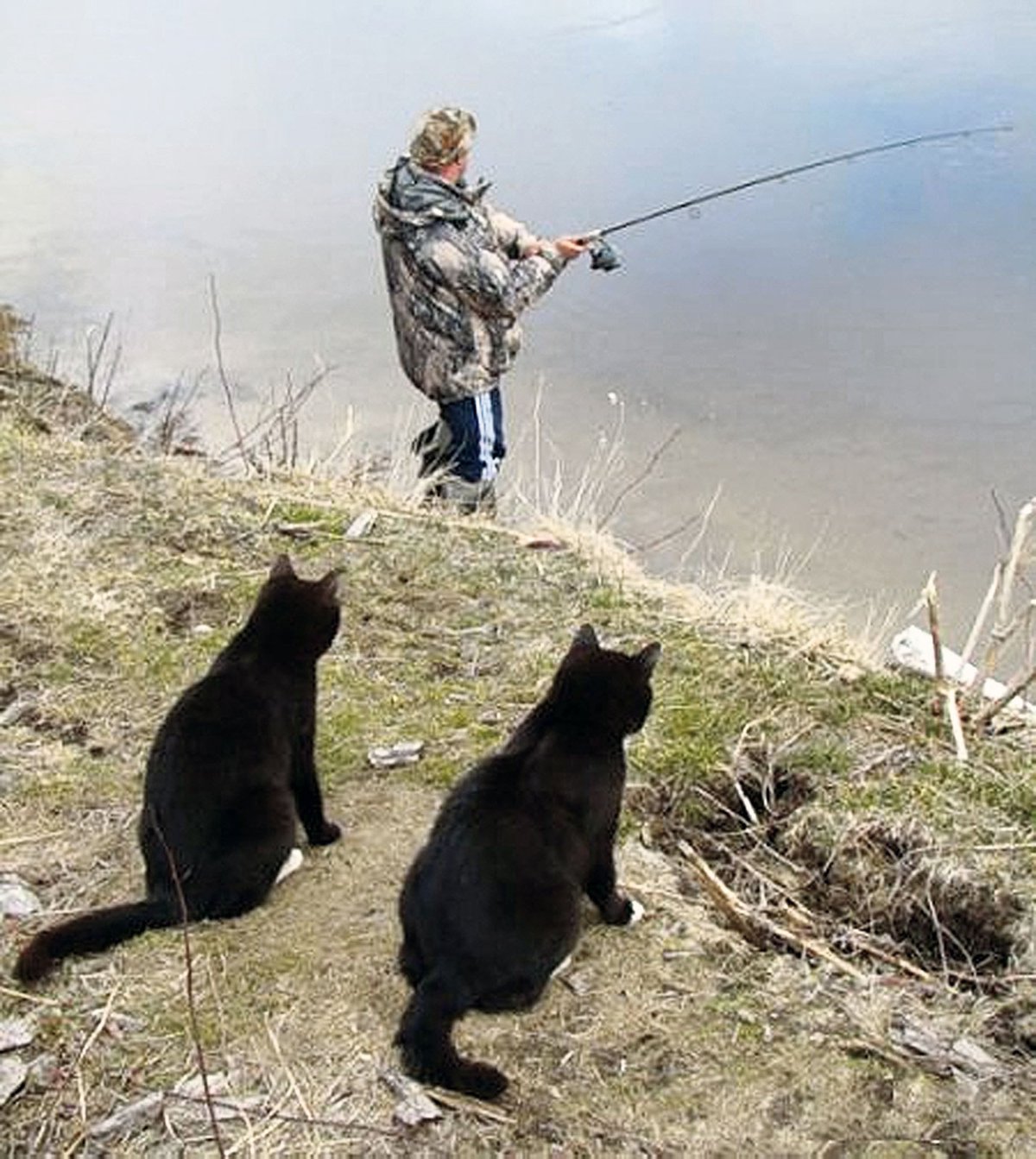 кошки-рыбаки.jpg