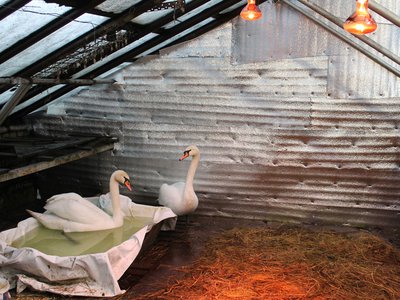 Лебеди, выпущенные в Лебединку в мае, в холодное время поменяли место обитания (Выкса, 2017 г.)