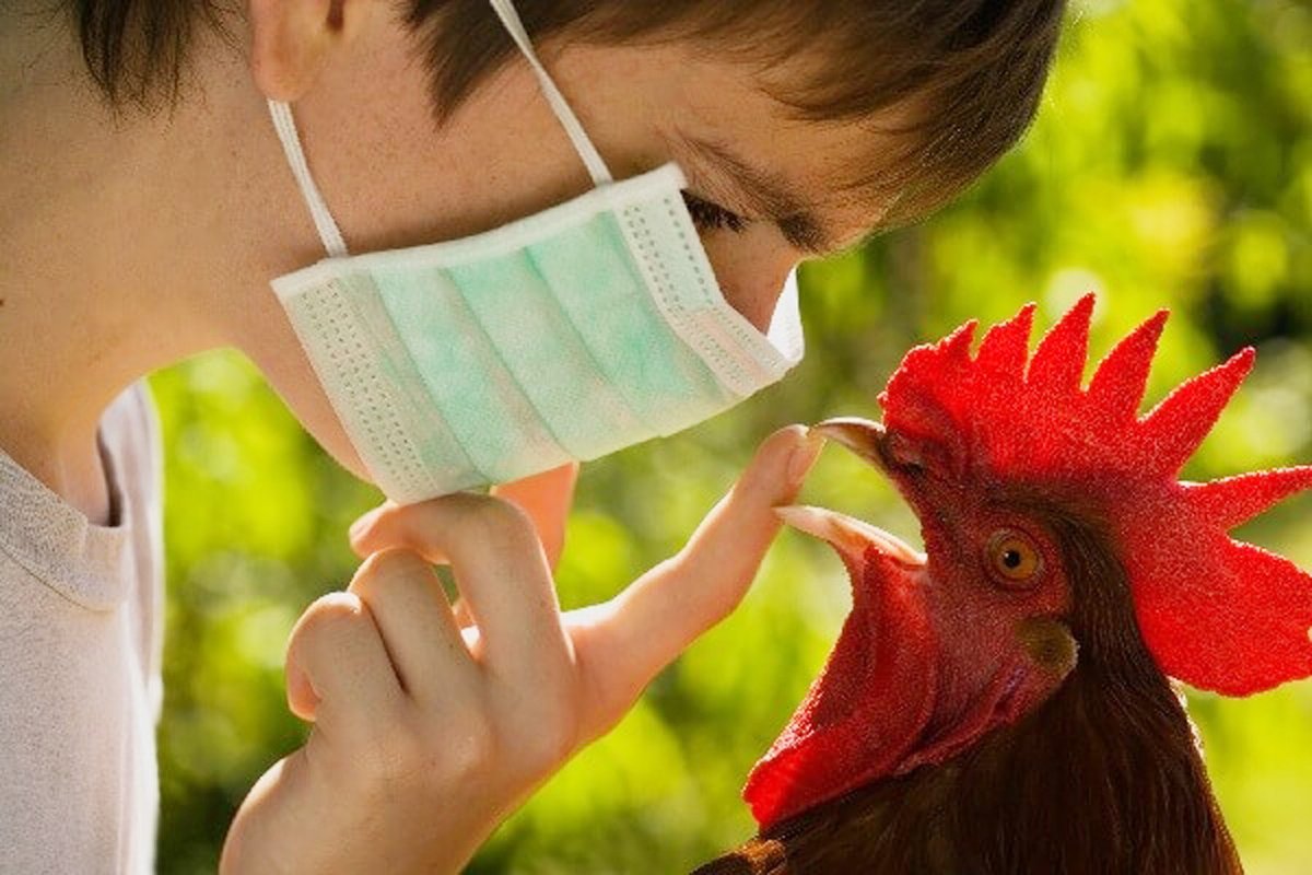 птичий-грипп-петух.jpg