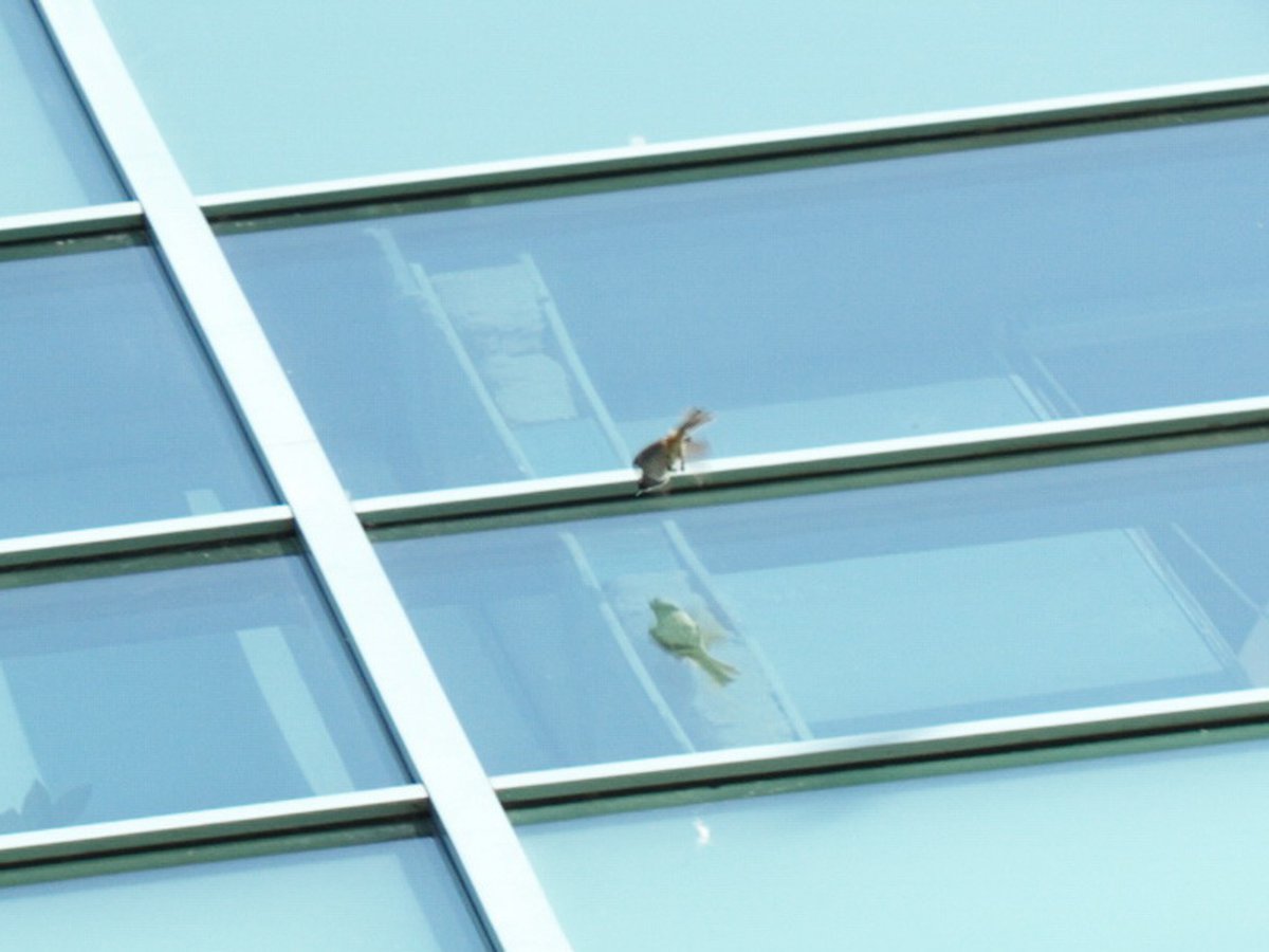 птица-стекло.jpg