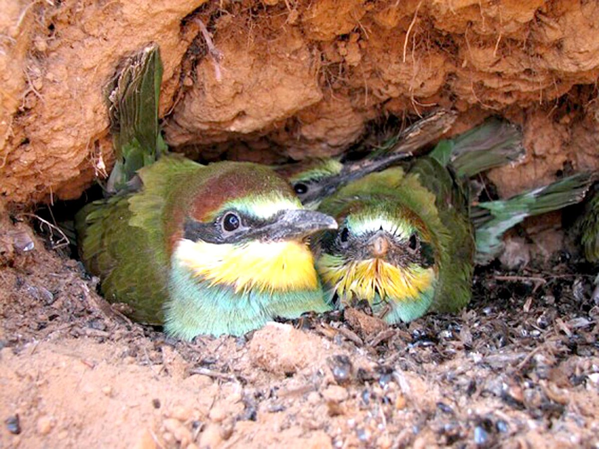 Уникальный снимок птиц, живущих под землёй ::Выксунский рабочий