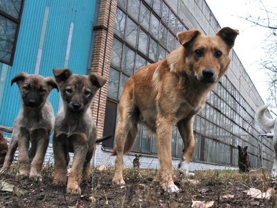 За три месяца в Выксе чипировали 49 безнадзорных собак