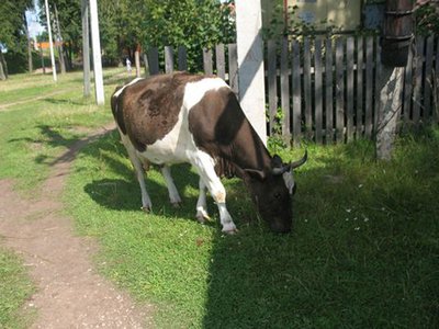В центре города родного на траве паслись коровы