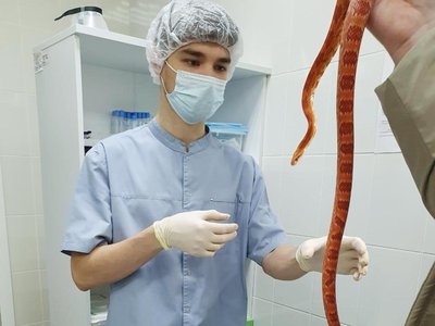 В Нижегородской области начал работать первый отдел клинической лаборатории для животных
