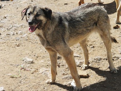 В мае в Выксе отловлено и чипировано 17 безнадзорных собак