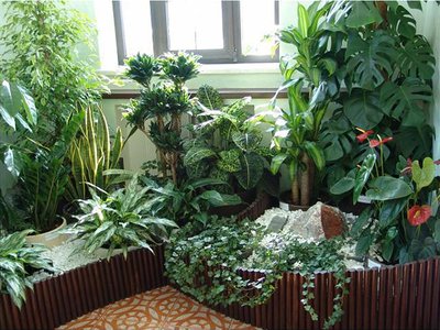 Как можно улучшить внешний вид комнатного растения?