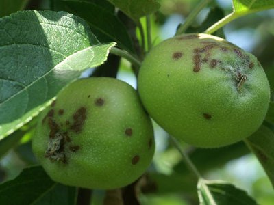 Как уберечь плодовые деревья от парши?