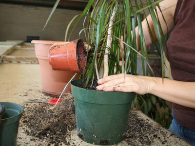 Когда лучше пересаживать комнатные растения?