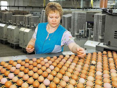 Сколько птицефабрика будет производить яиц после реконструкции?