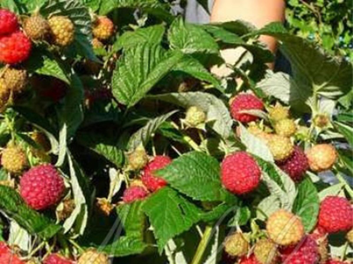 Сорта малины для подмосковья с фото и описанием урожайные сладкие