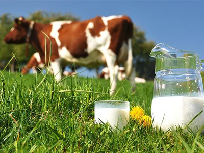 Сколько молока дают коровы?