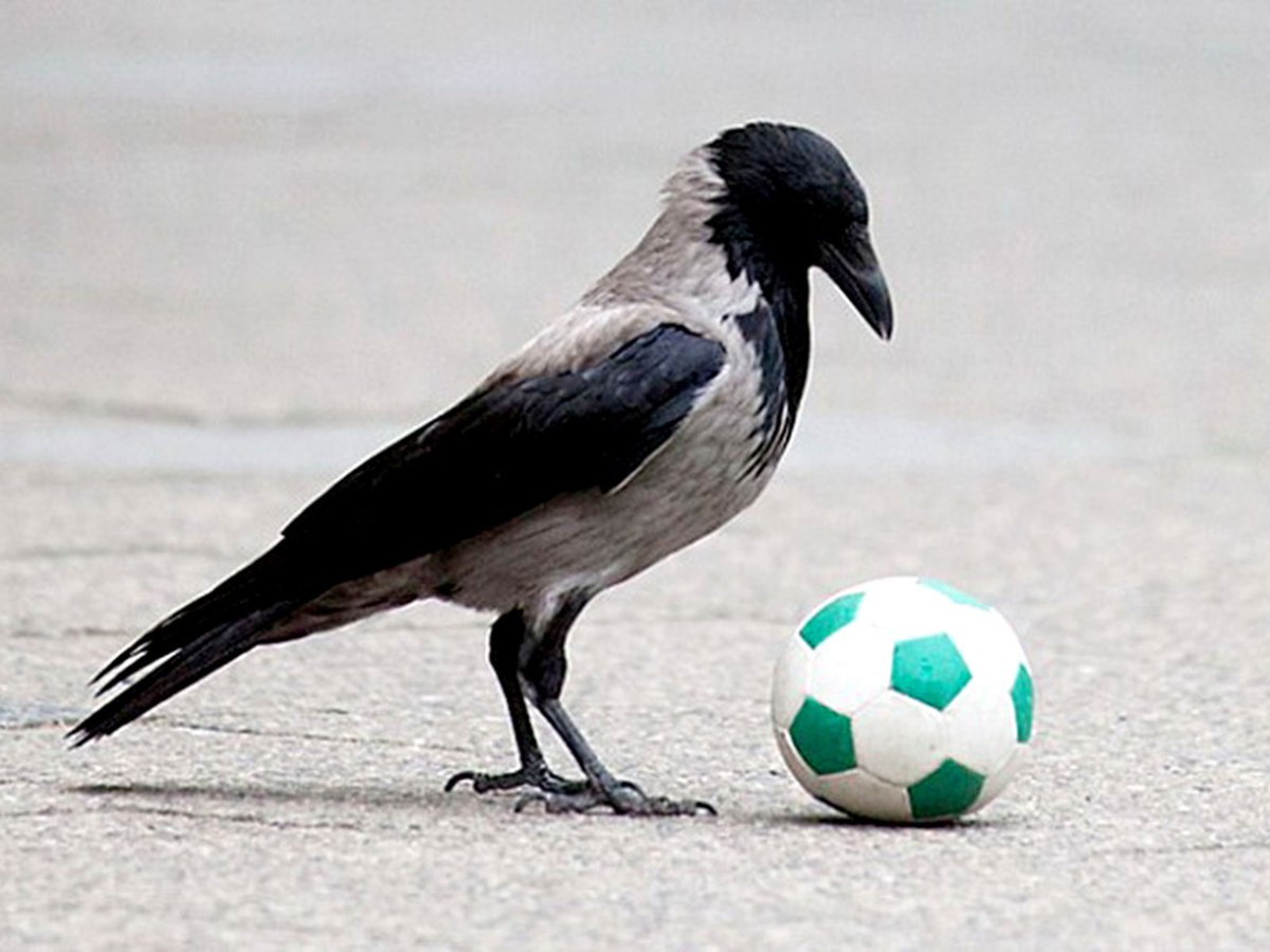 Ворона с мячом