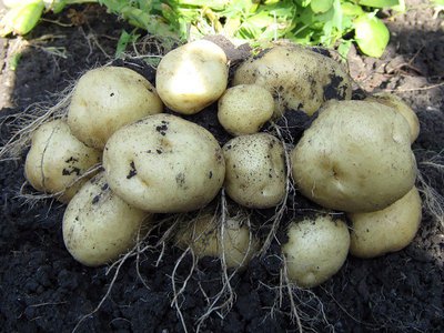Сегодня очень много удобрений для картофеля.