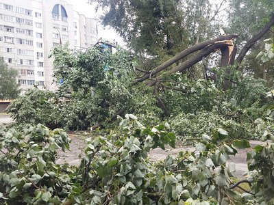В Выксе ветер повалил более 100 деревьев
