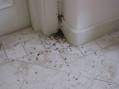 Что делать, если в квартире завелись муравьи?