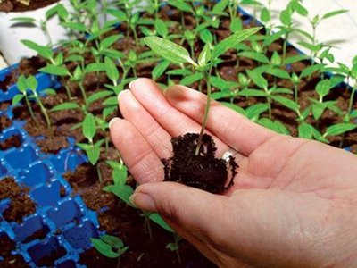 В какое время лучше всего высаживать рассаду баклажанов и какие условия нужны прежде всего для её выращивания?