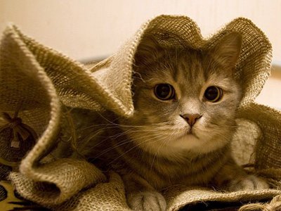 Откуда произошло выражение «покупать кота в мешке» и что оно означает?