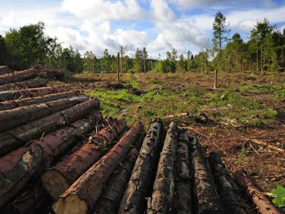 Кто вырубает лес в Ризадее?