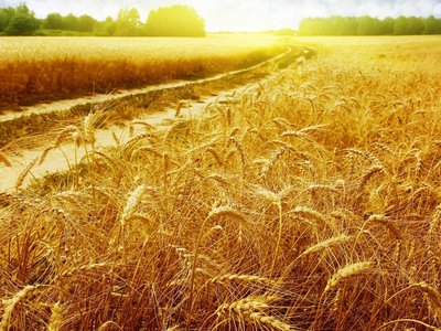 Нижегородская область занимает 21 место в стране по площади угодий всех сельхотоваропроизводителей