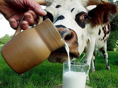 Корова пьёт молоко