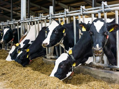 860 млн рублей субсидий направлено животноводческим хозяйствам на поддержку производства молока