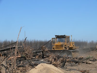 На восстановление лесов область получит 160 млн