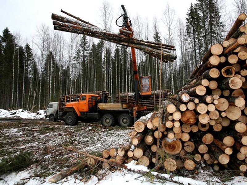 Лесная промышленность картинки