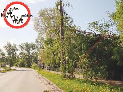 Не упасть дереву на ул. Корнилова помогли провода