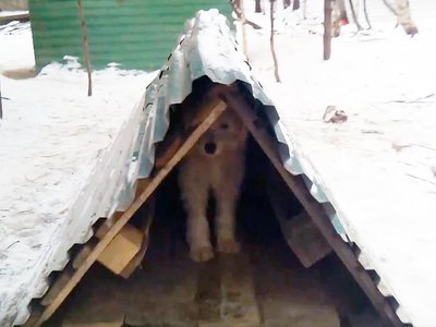 Выксунским собакам улучшили жилищные условия