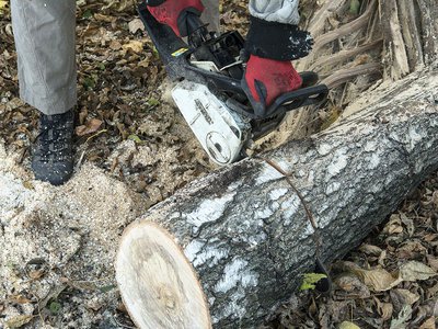 Выксунские полицейские пресекли незаконную вырубку леса