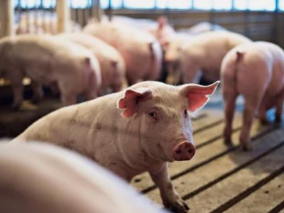 В Вознесенском районе, граничащем с нашим округом, зафиксирована чума свиней