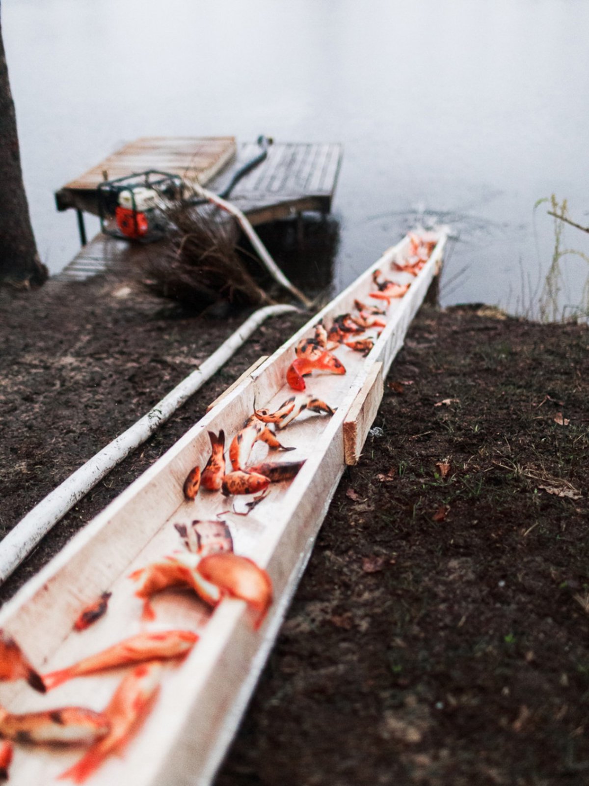 Рыбхоз «Полдеревский» выпустил в нагульный пруд более 30 тонн карпа
