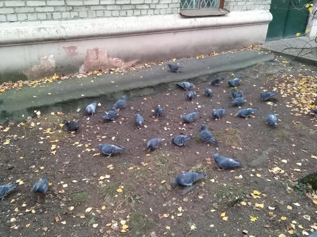 Голубь каждый день. Как растут голуби. Голубь на каждый день. День России голуби Краинка. Сюжет о голубях в городе Рязани "не проходите мимо ".