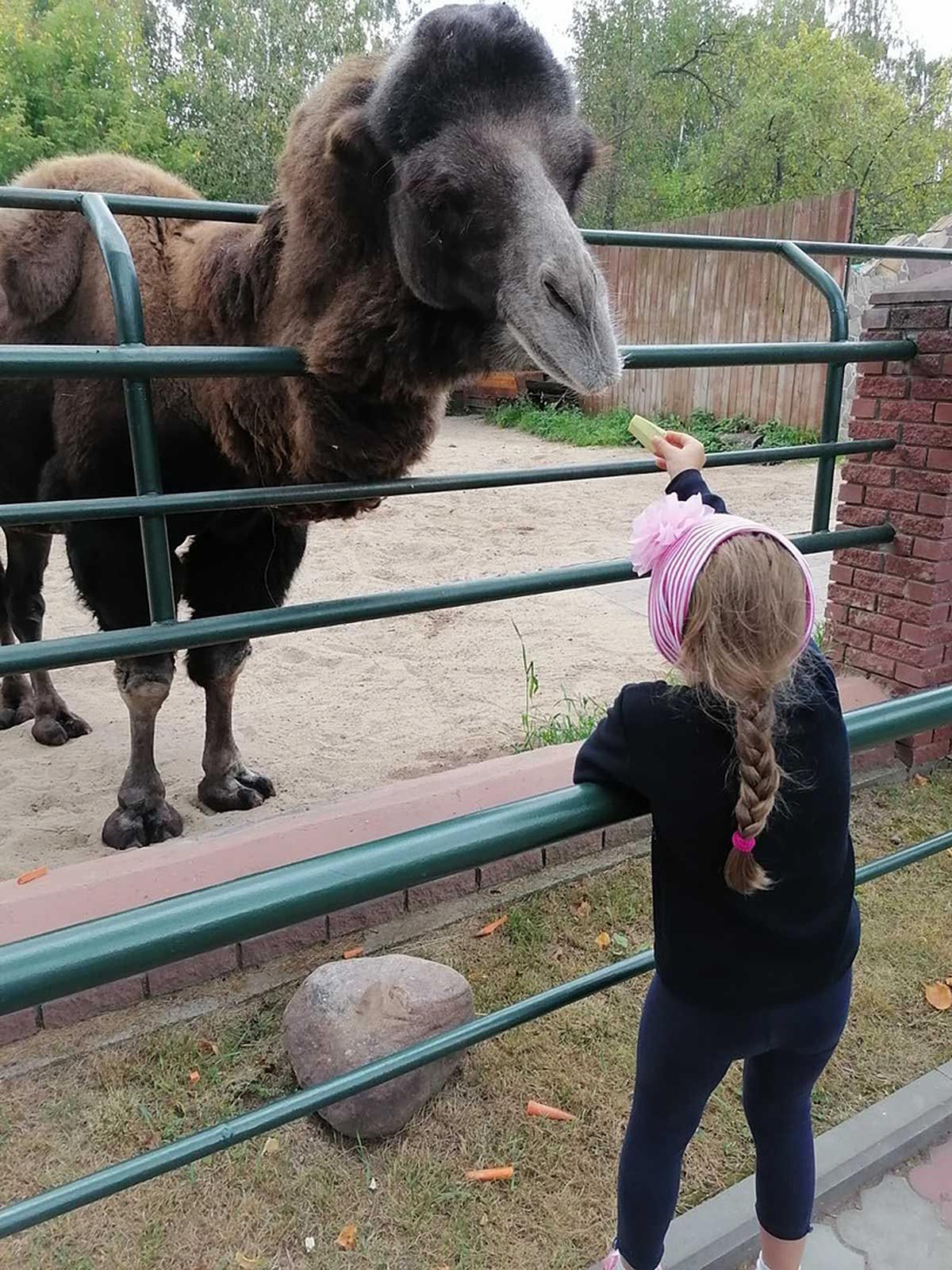 эдельвейс зоопарк лимпопо верблюд.jpg