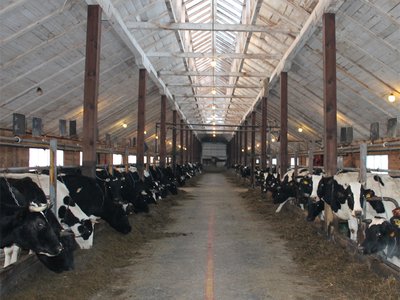 В регионе растёт производство молока