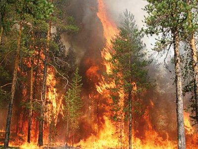 Когда лес в огне – это почти как на войне
