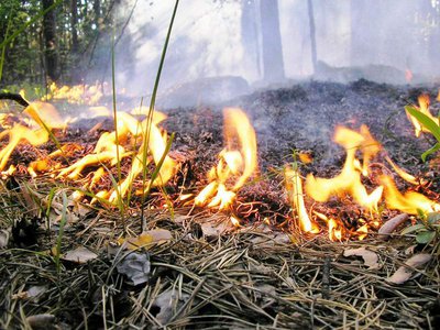 За первую половину мая произошло уже 5 лесных пожаров