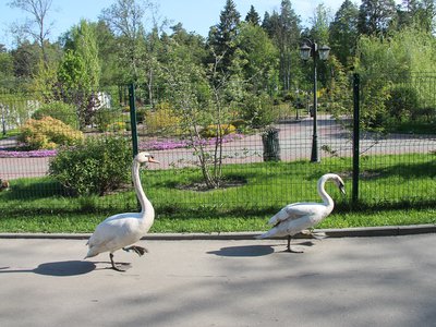 Лебеди вернулись в Лебединку