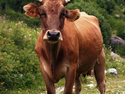 Знаменитые коровы-скалолазки