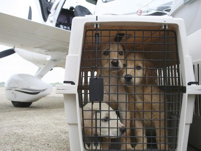 «Аэрофлот» изменил правила перевозки животных