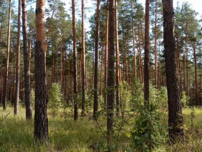 На наблюдение за нижегородскими лесами в этом году выделили 20,7 млн рублей