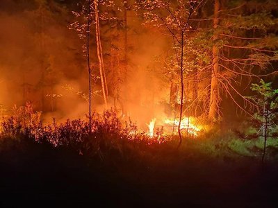 Прогнозируется высокая пожароопасность лесов и торфяников с 21 по 25 мая