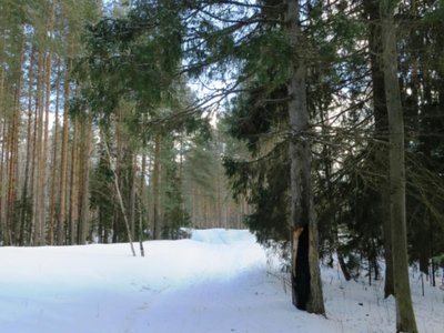 Лыжная прогулка с Валерием Шуваевым (Выкса, 2018 г.)