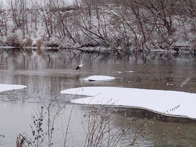 Аист продолжает зимовку