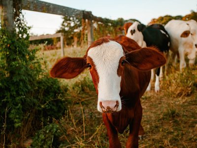 Выксунских животноводов поддерживают субсидиями